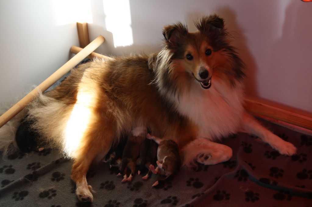 Des Elfes Du Bois De Boll - Shetland Sheepdog - Portée née le 17/12/2018
